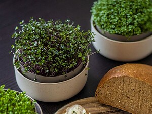 Плитка специална саксия за микро растения Urbalive, слонова кост - Image 3
