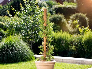 Кокосов кол за растения Windhager 80 см - Image 4