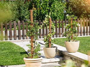 Кокосов кол за растения Windhager 80 см - Image 2