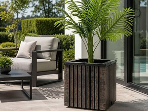 Саксия Балбоа кафява